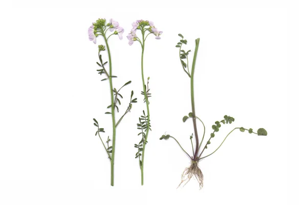 Brassicaceae Cuckooflower Cardamine Pratensis — Stock Photo, Image