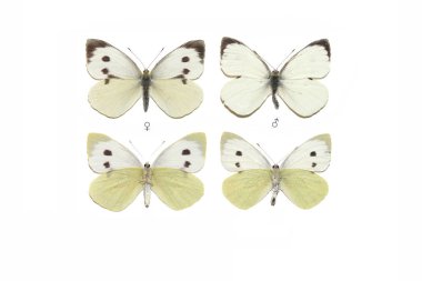 Büyük beyaz (Pieris brassicae)