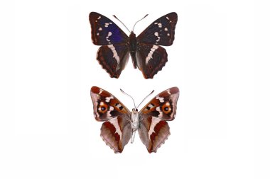 Mor İmparator (Apatura iris)