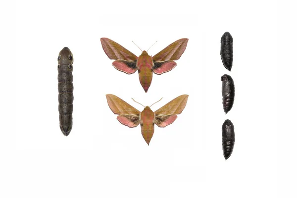 Elephant Hawk Moth Deilephila Elpenor — Stock Photo, Image