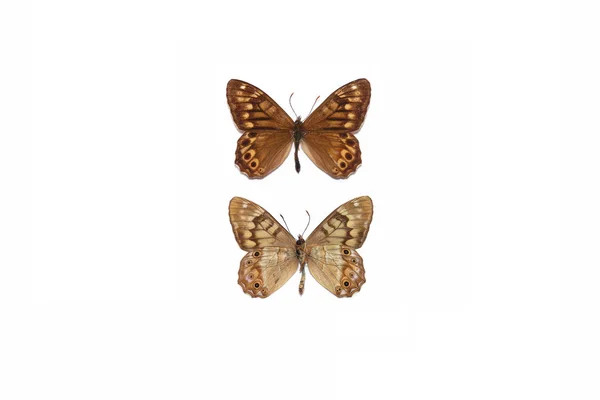 Lepidoptera Nymphalidae Sinchula Callipteris — Stock Photo, Image