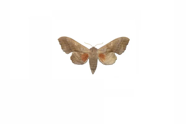 Poplar Hawk Moth Laothoe Populi — Stock Photo, Image