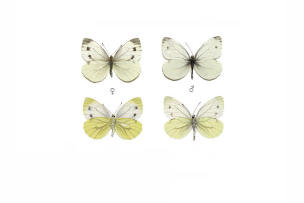 Green-veined white (Pieris napi)