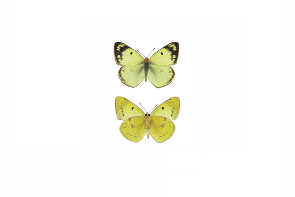 Pale clouded yellow (Colias hyale)