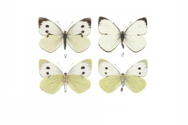 Büyük beyaz (Pieris brassicae)