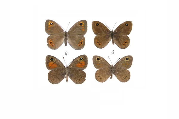 Large Wall Brown Lasiommata Maera — Stock Photo, Image