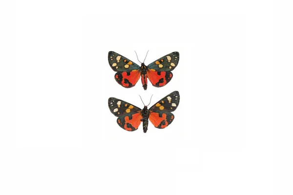 Scarlet Tiger Moth Callimorpha Dominula — Stock Photo, Image