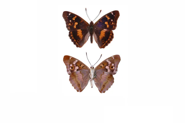 Lesser Purple Emperor Apatura Ilia — Stock Photo, Image