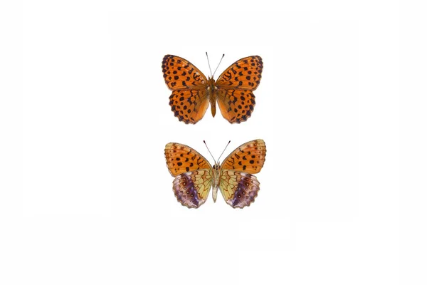 Marbled Fritillary Brenthis Daphne — Stock Photo, Image