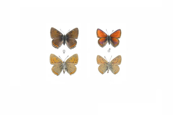 Purple-edged copper (Lycaena hippothoe)