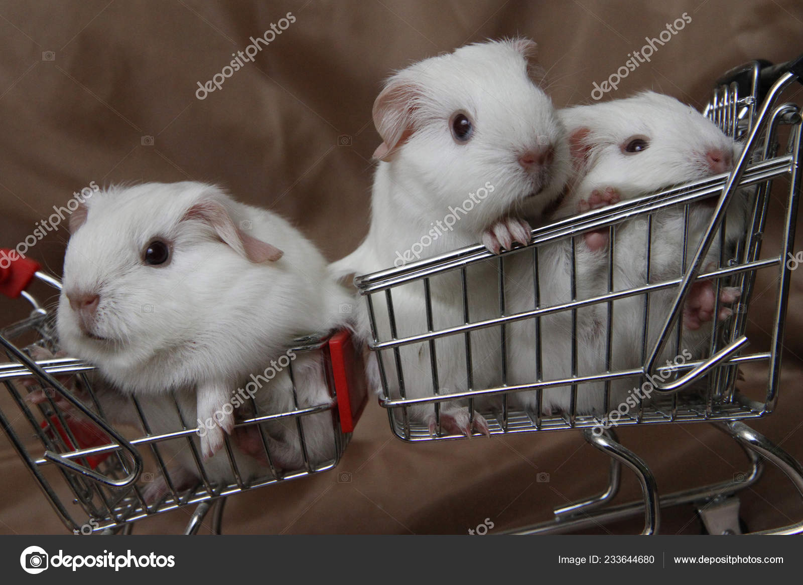Caviary Zolotko Guinea Pig Cubs Cart Cavia Porcellus — Stock Photo