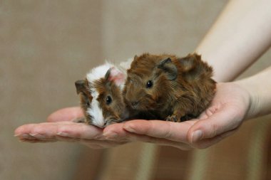 Caviary Zolotko: Genç eskiden şiling şimdi domuz / Cavia porcellus