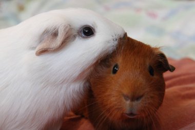 Caviary Zolotko: eskiden şiling şimdi pigs / Cavia porcellus