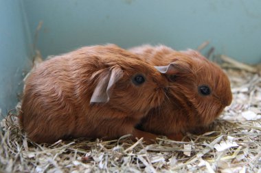 Caviary Zolotko: Genç eskiden şiling şimdi domuz / Cavia porcellus