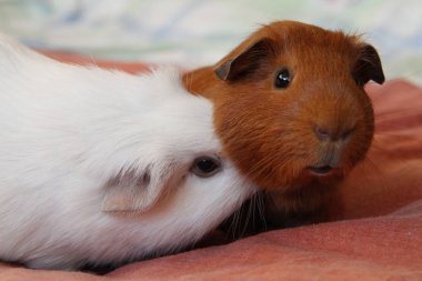 Caviary Zolotko: eskiden şiling şimdi pigs / Cavia porcellus