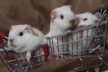 Caviary Zolotko: eskiden şiling şimdi domuz yavrularını arabası / Cavia porcellus