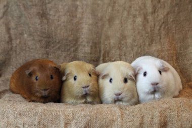 Caviary Zolotko: eskiden şiling şimdi pigs / Cavia porcellus