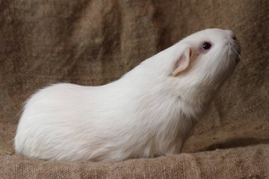 Caviary Zolotko: Guiney domuz / Cavia porcellus