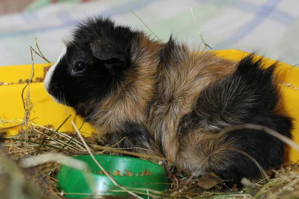 Caviary Zolotko Guiney Prase Cavia Lišaj — Stock fotografie