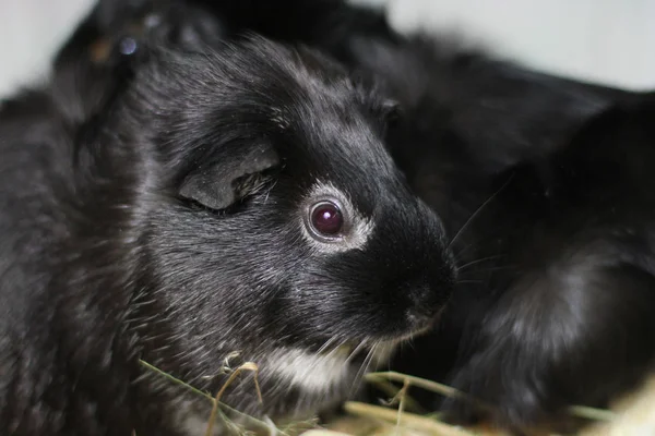 Caviario Zolotko Cerdo Guiney Cavia Porcellus —  Fotos de Stock