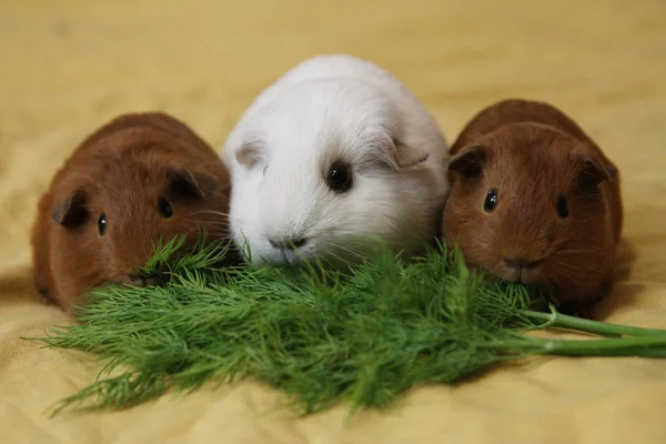 Kaviar Zolotko Meerschweinchen Und Dill Cavia Porcellus — Stockfoto