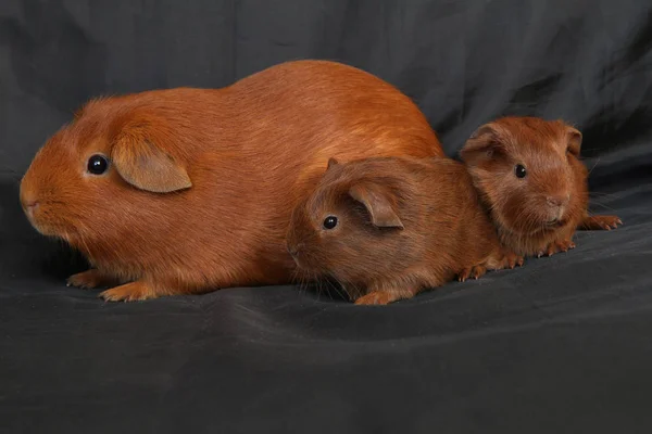 Caviário Zolotko Porco Guiné Com Crias Cavia Porcellus — Fotografia de Stock