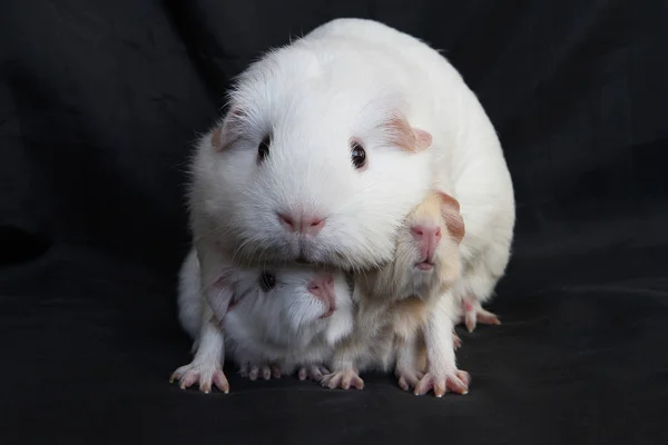 Caviary Zolotko Marsvin Med Ungar Cavia Porcellus — Stockfoto