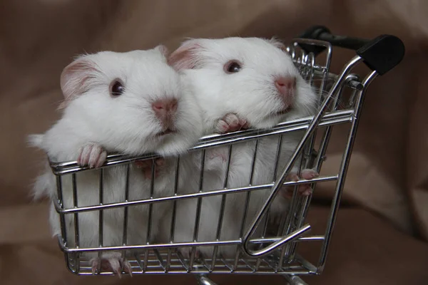 Caviário Zolotko Filhotes Porco Guiné Carrinho Cavia Porcellus — Fotografia de Stock