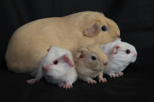 Caviario Zolotko Cerdo Guinea Con Cachorros Cavia Porcellus —  Fotos de Stock