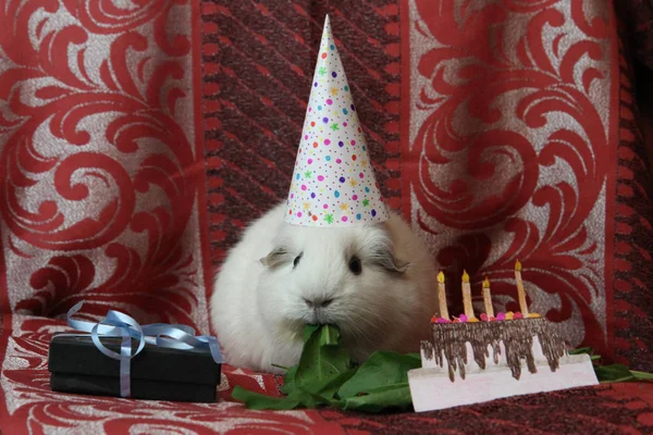 Kaviar Zolotko Meerschweinchen Geburtstag Cavia Porcellus — Stockfoto