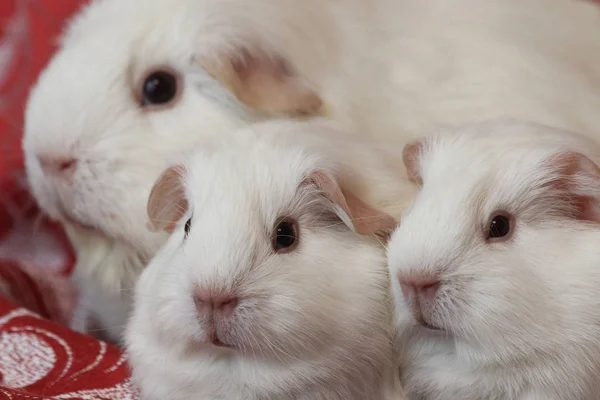 Caviario Zolotko Cerdo Guinea Con Cachorros Cavia Porcellus —  Fotos de Stock