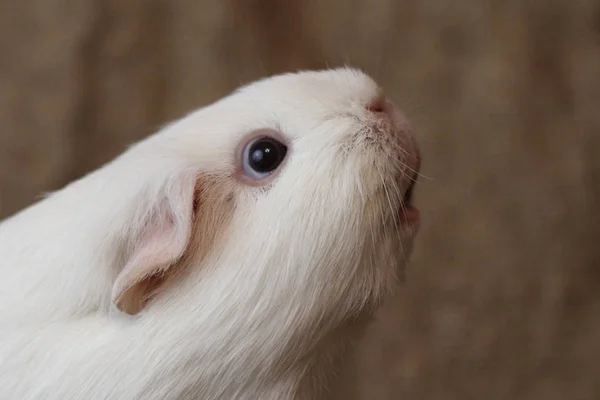 Caviary Zolotko Guiney Prase Cavia Lišaj — Stock fotografie