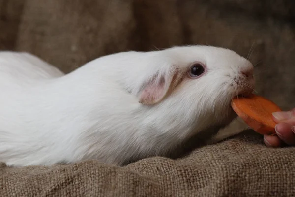 Caviary Золотко Свиня Guiney Cavia Porcellus — стокове фото