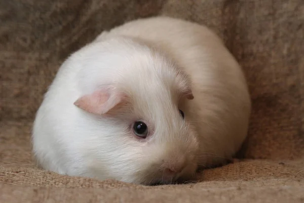 Caviary Золотко Свиня Guiney Cavia Porcellus — стокове фото