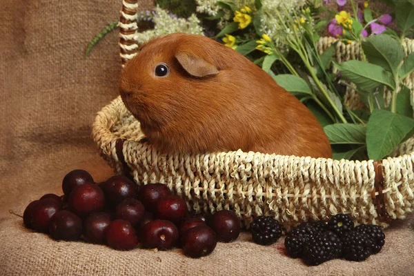 Kaviar Zolotko Meerschweinchen Und Beeren Stillleben Cavia Porcellus — Stockfoto