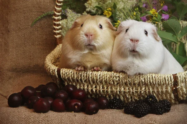 Kaviar Zolotko Meerschweinchen Und Beerenstillleben Cavia Porcellus — Stockfoto