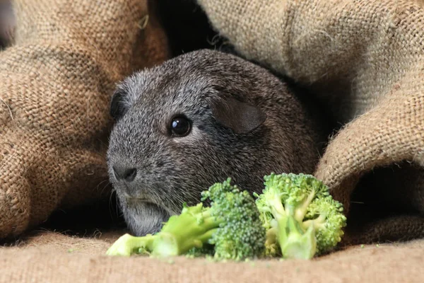 Caviario Zolotko Cerdo Guiney Coliflor Cavia Porcellus —  Fotos de Stock