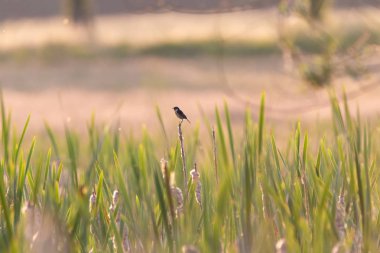 erken güneş atmosferde pastoral bahar