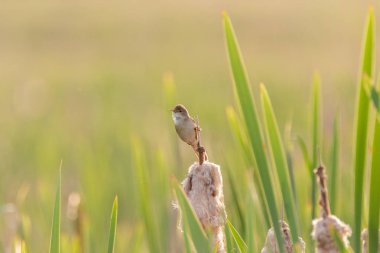 Avrasya kamış bülbülü