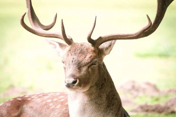 Bir geyiğin portresi