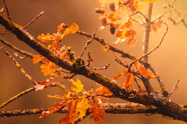 Herfst komt — Stockfoto