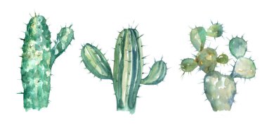 Sulu boya resim. Kaktüs koleksiyonu. Suluboya çizimi.