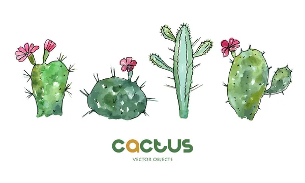 Ilustración Vectorial Colección Cactus Pluma Dibujo Con Fondo Estilo Acuarela — Vector de stock