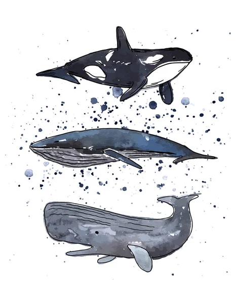 Vector Illustration Whales Set Ocean Life Deep Sea Animals — Stock Vector