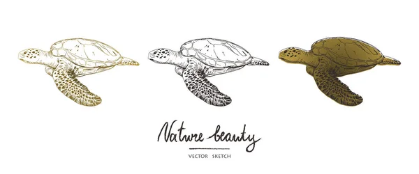 Vektorillustration Vektor Skizze Stilstil Schildkröten Unterwasserwelt Vektorobjekte Gesetzt — Stockvektor