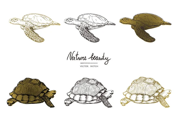 Ilustração Vetorial Esboço Vetorial Estilo Caneta Terrapins Tartarugas Conjunto Objetos —  Vetores de Stock