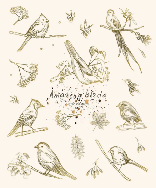 Illustration Vectorielle Croquis Style Stylo Objets Oiseaux Sur Les Branches — Image vectorielle