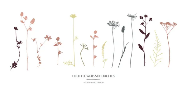 Colección Siluetas Vectoriales Conjunto Flores Campo Hierbas — Vector de stock