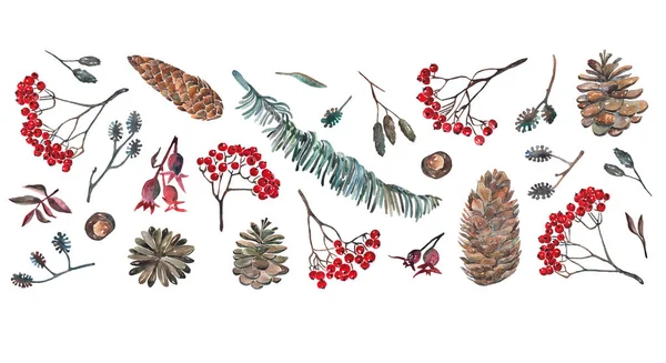 水彩イラスト 自然の要素 林は宝物します 灰の枝 松ぼっくり ローズヒップ — ストック写真