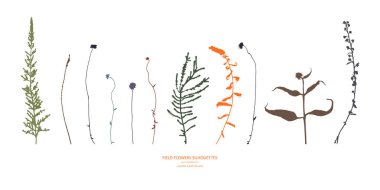 Vector silhouettes koleksiyonu. Alan çiçekler, otlar kümesi. Tasarım öğeleri kümesi. Sonbahar renkleri.